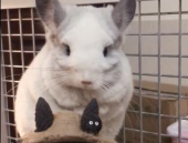 宠物 龙猫,南美栗鼠的可爱魅力与饲养指南