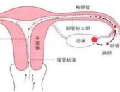 输卵管炎症状,输卵管炎症状解析与防治要点”