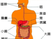 人体消化系统简图手绘,从口腔到肛门的营养之旅