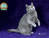 卡尔特猫,法国传教士培育的蓝灰色珍稀猫种