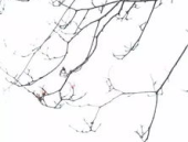 唇齿相依谜底打一字,唇齿相依成语背后的趣味字谜解析”